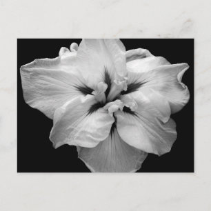 Vitt Flower vykort