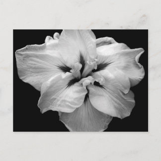 Vitt Flower vykort