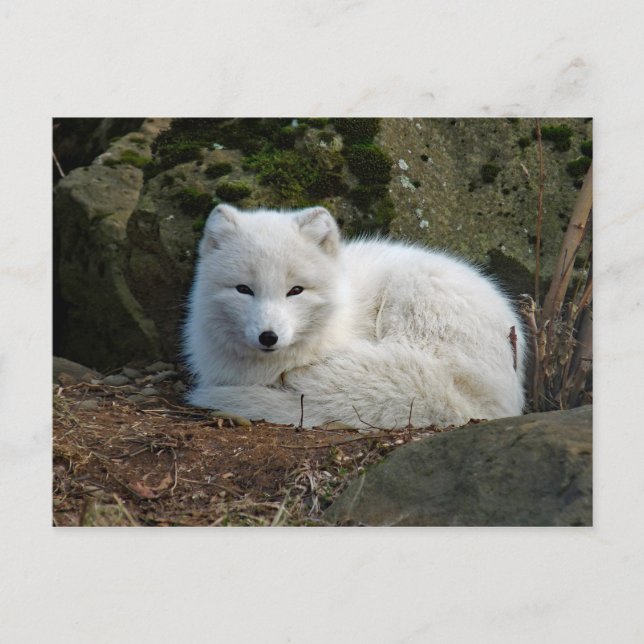 Vitt foxfoto vykort (Framsida)