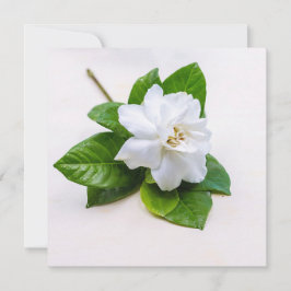 Vitt Gardenia Flowers-vykort Kort