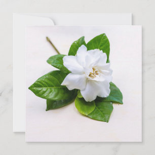 Vitt Gardenia Flowers-vykort Kort