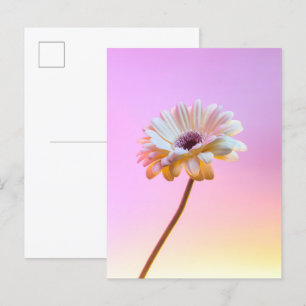 Vitt Gerbera Tusensköna Vykort