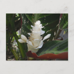Vitt Ginger Flower-vykort Vykort
