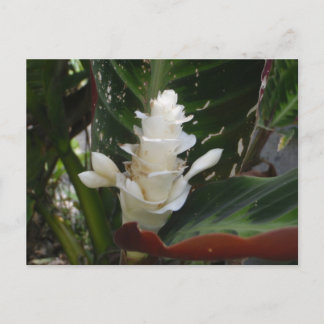 Vitt Ginger Flower-vykort Vykort