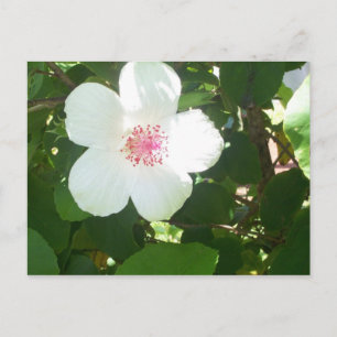 Vitt Hibiscus vykort