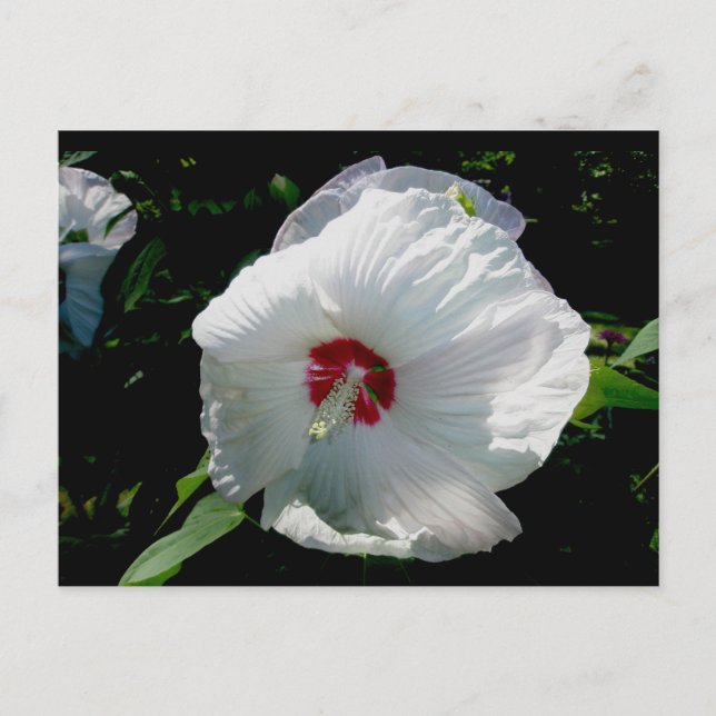 Vitt Hibiscus vykort (Framsida)