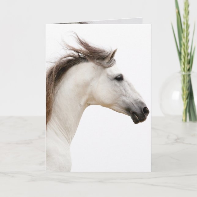Vitt horse Springa-hälsningskort Kort (Framsida)