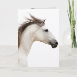 Vitt horse Springa-hälsningskort Kort