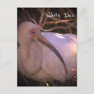 Vitt Ibis Bird Photo Postcard Vykort