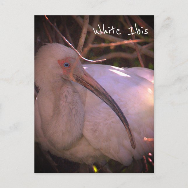 Vitt Ibis Bird Photo Postcard Vykort (Framsida)