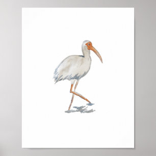 Vitt Ibis Florida Bird-naturmålning Poster