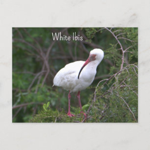 Vitt Ibis-fotovykort Vykort