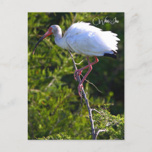 Vitt Ibis-fotovykort Vykort