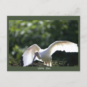 Vitt Ibis-vykort Vykort