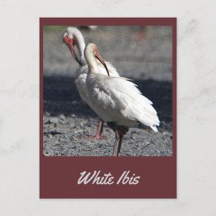 Vitt Ibis-vykort Vykort