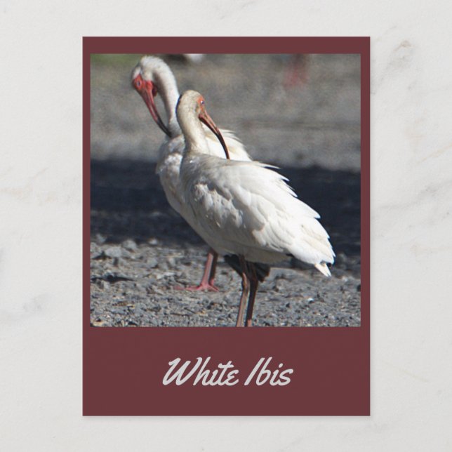 Vitt Ibis-vykort Vykort (Framsida)