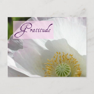 Vitt Island Poppy Gratitude-vykort Vykort