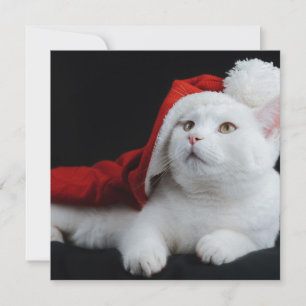 Vitt julkort för katt kort