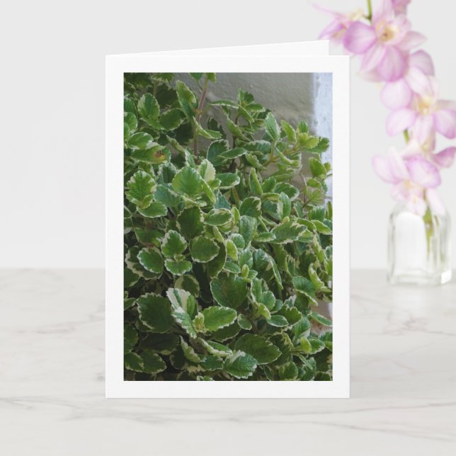 Vitt kantad Svensk murgröna, Spurflower Kort (Orkide)