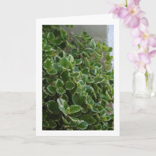 Vitt kantad Svensk murgröna, Spurflower Kort