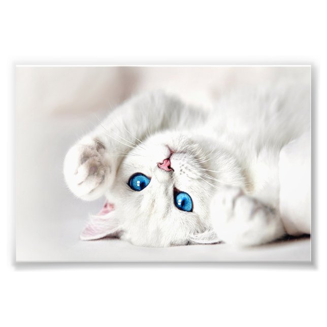 Vitt Kitty Fototryck (Framsidan)