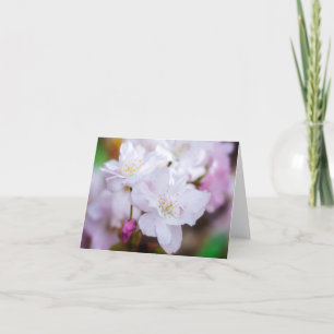 Vitt körsbärsblomskort kort