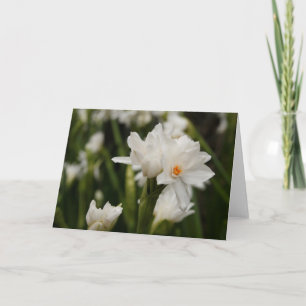 Vitt kort för hälsning av Jonquils