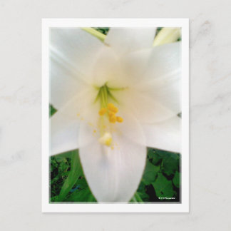 Vitt Lilly Flower vykort