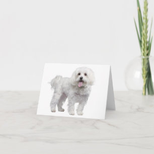 Vitt maltesiskt marionettstreck (Hund) Kort
