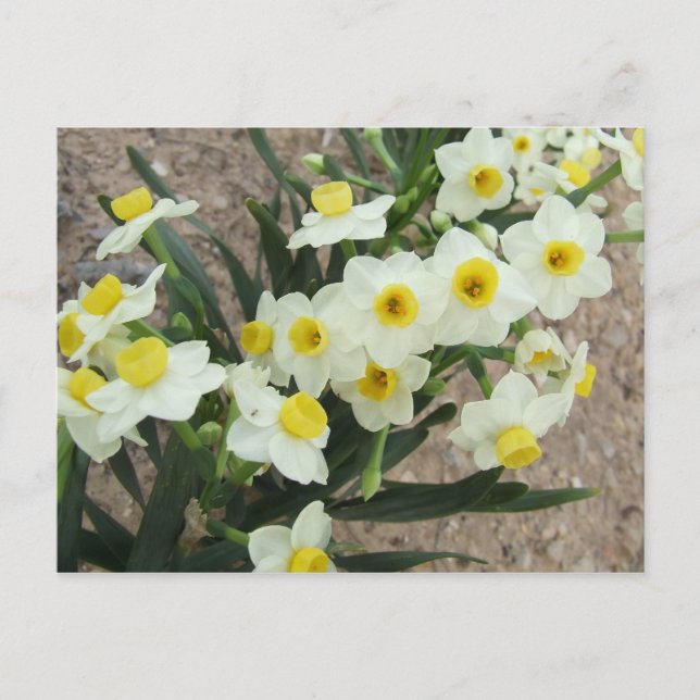 Vitt Narcissus Blommor vykort (Framsida)