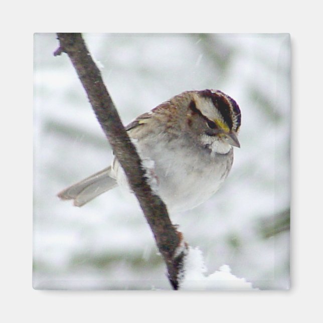 Vitt nedåtstrålande magnet i Sparrow (Framsidan)