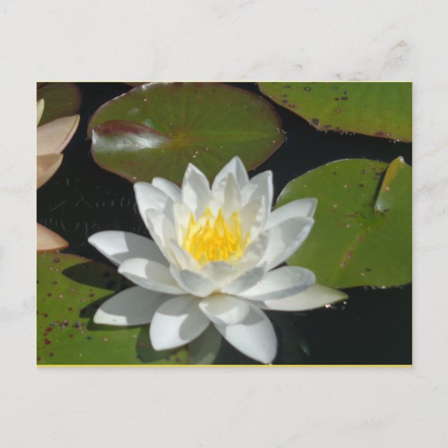 Vitt och Gult Blomsterkort Vykort (Framsida)