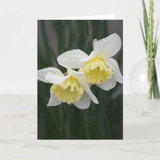 Vitt och gult Daffodils Greeting Card Meddelande (Framsida)