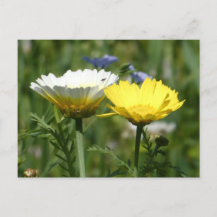 Vitt och Gult Wildblomma DIY-vykort Helg Vykort