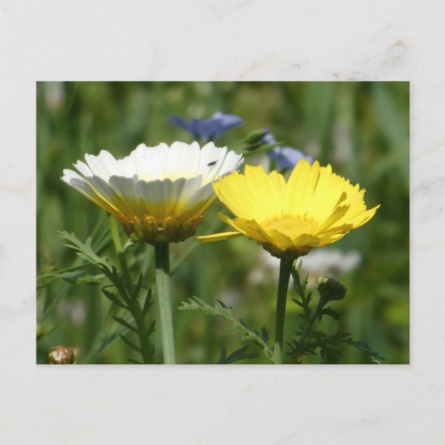 Vitt och Gult Wildblomma DIY-vykort Helg Vykort (Framsida)