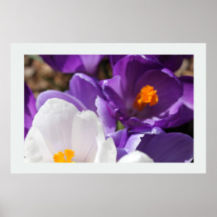 Vitt och Lila Vår blommor Poster