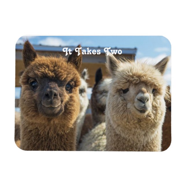 Vitt och rödaktigt, bläckhaltigt Alpaca par Magnet (Horisontell)
