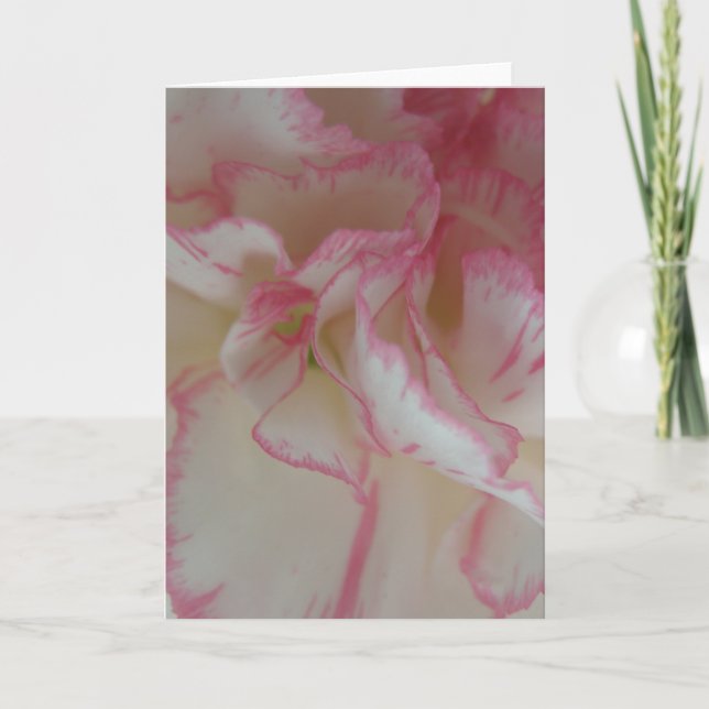 Vitt och Rosa Carnation-hälsningskort Kort (Framsida)