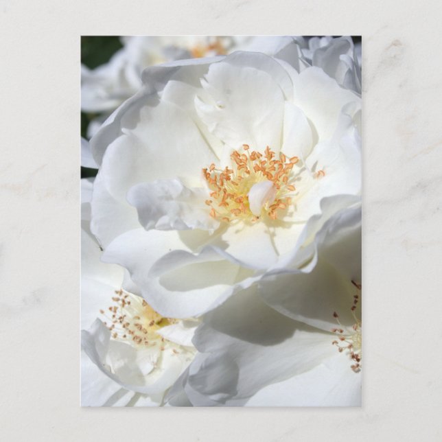 Vitt och Vit ros Floral Photography Postcard Vykort (Framsida)