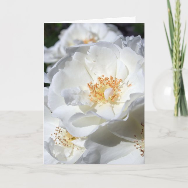 Vitt och vitt - Ro - Floralfotografi Kort (Framsida)