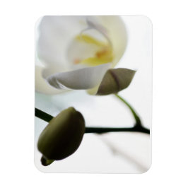 Vitt orchid Flexible Photo Magnet