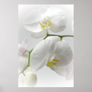Vitt orchid-tryck poster