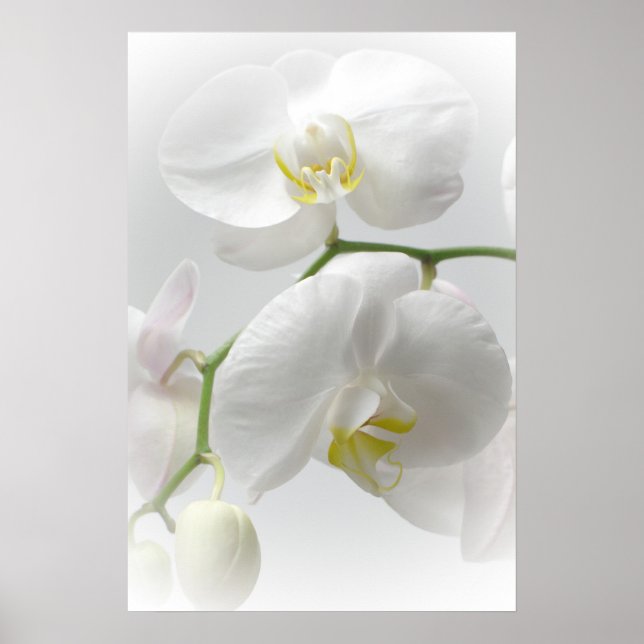 Vitt orchid-tryck poster (Framsidan)