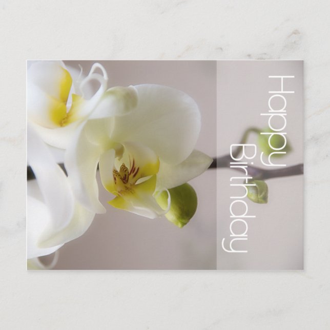Vitt orchid-vykort vykort (Framsida)