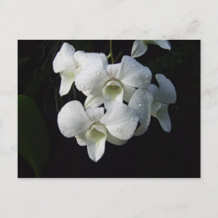 Vitt orchid-vykort vykort