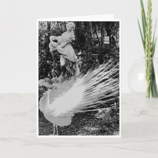 Vitt peacock-anteckningskort<Blank Inside> Inbjudan (Framsida)