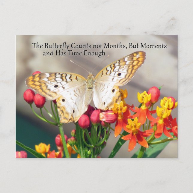 Vitt peacock Butterfly-vykort Vykort (Framsida)