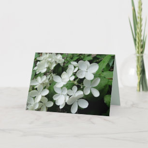 Vitt Pee Gee Hydrangea Blommor Blankt anteckningsk Kort