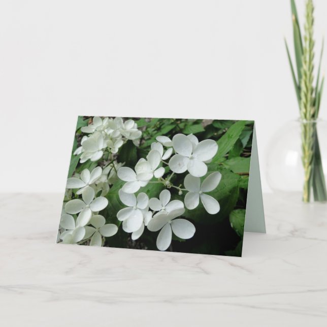 Vitt Pee Gee Hydrangea Blommor Blankt anteckningsk Kort (Framsida)