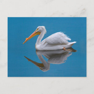Vitt pelican-vykort vykort